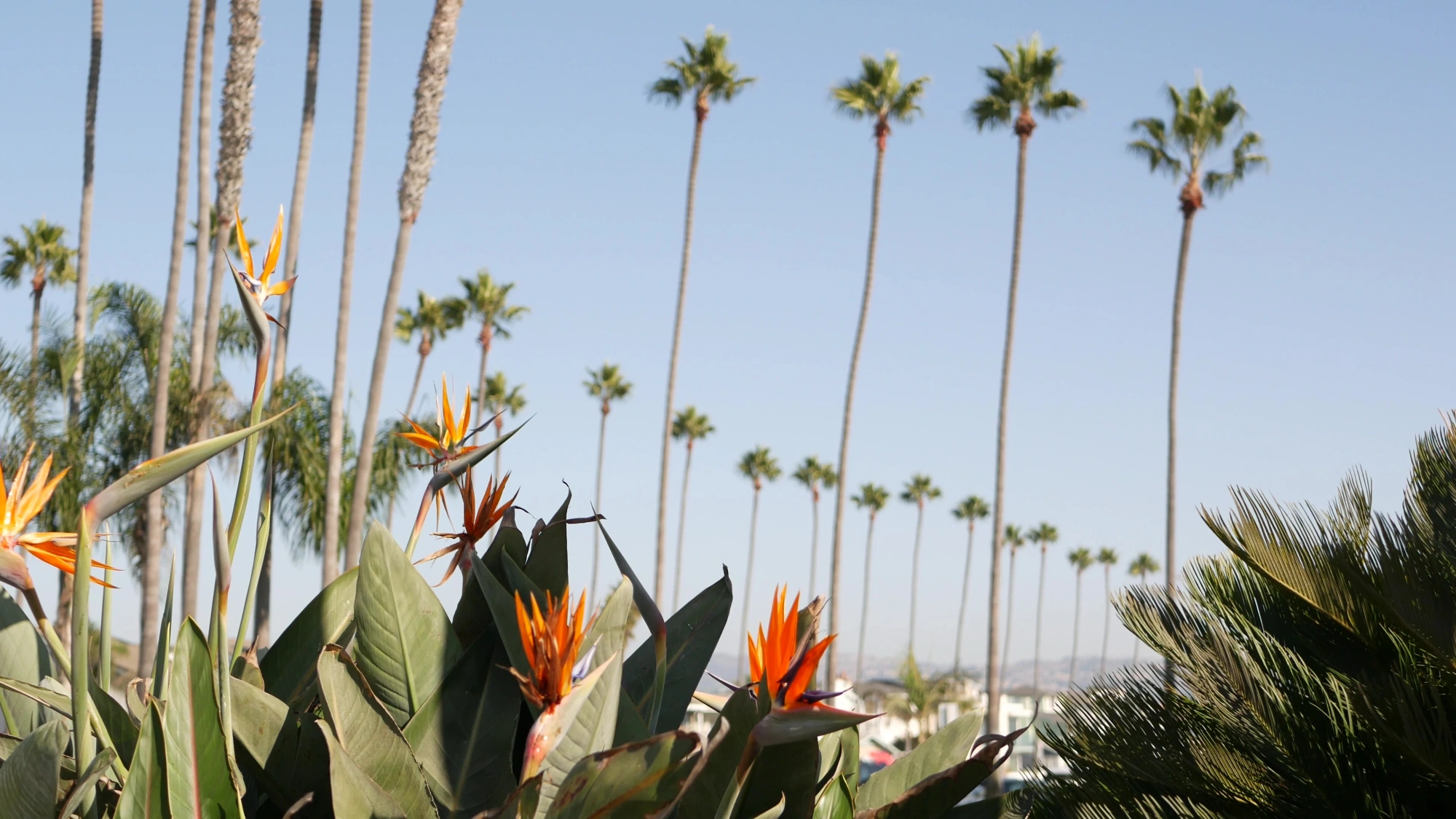Photo of palm trees
